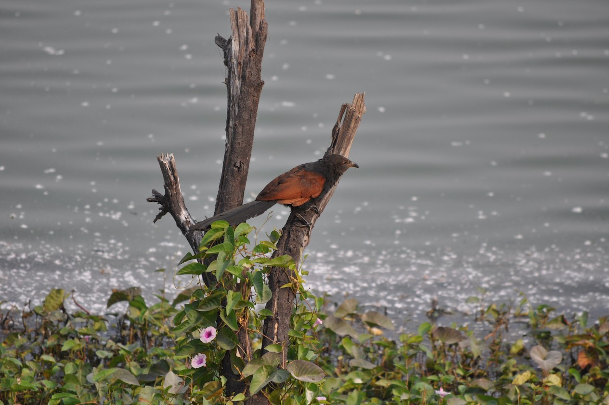 Greater Coucal - ML525489531