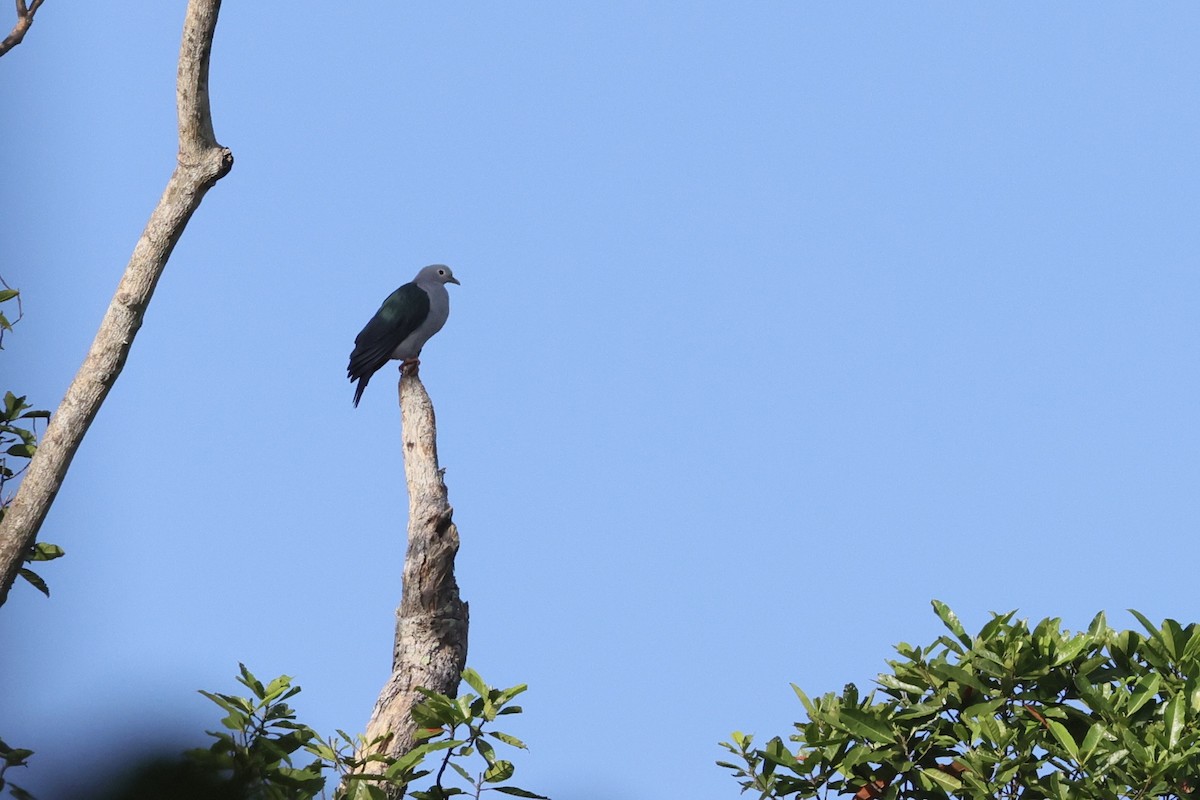 Island Imperial-Pigeon - ML525492001