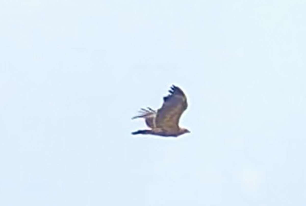 Greater Spotted Eagle - loick larvol