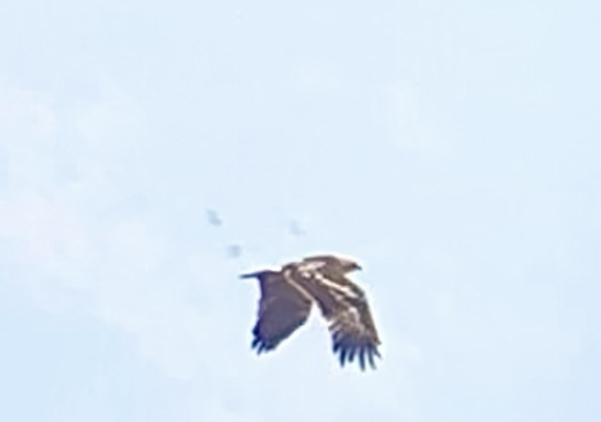 Greater Spotted Eagle - ML525493401