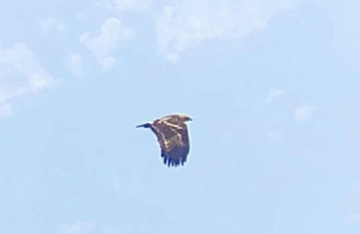 Greater Spotted Eagle - loick larvol