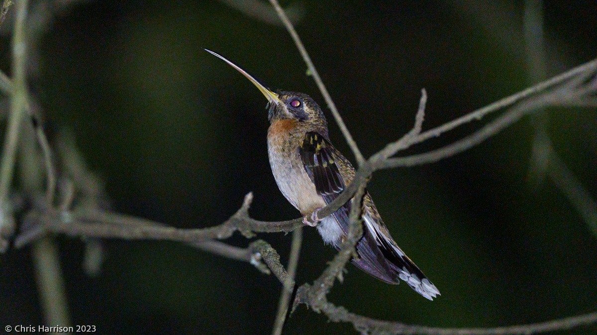 Полосатохвостый колибри-отшельник - ML525493731