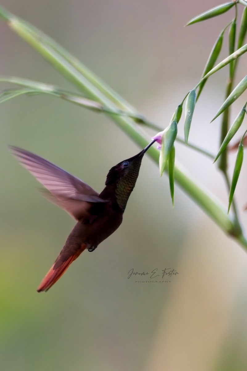 Ruby-topaz Hummingbird - Jerome Foster