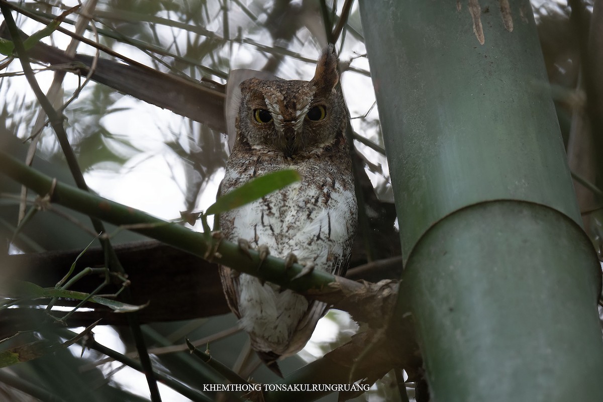 Oriental Scops-Owl (Oriental) - Khemthong Tonsakulrungruang