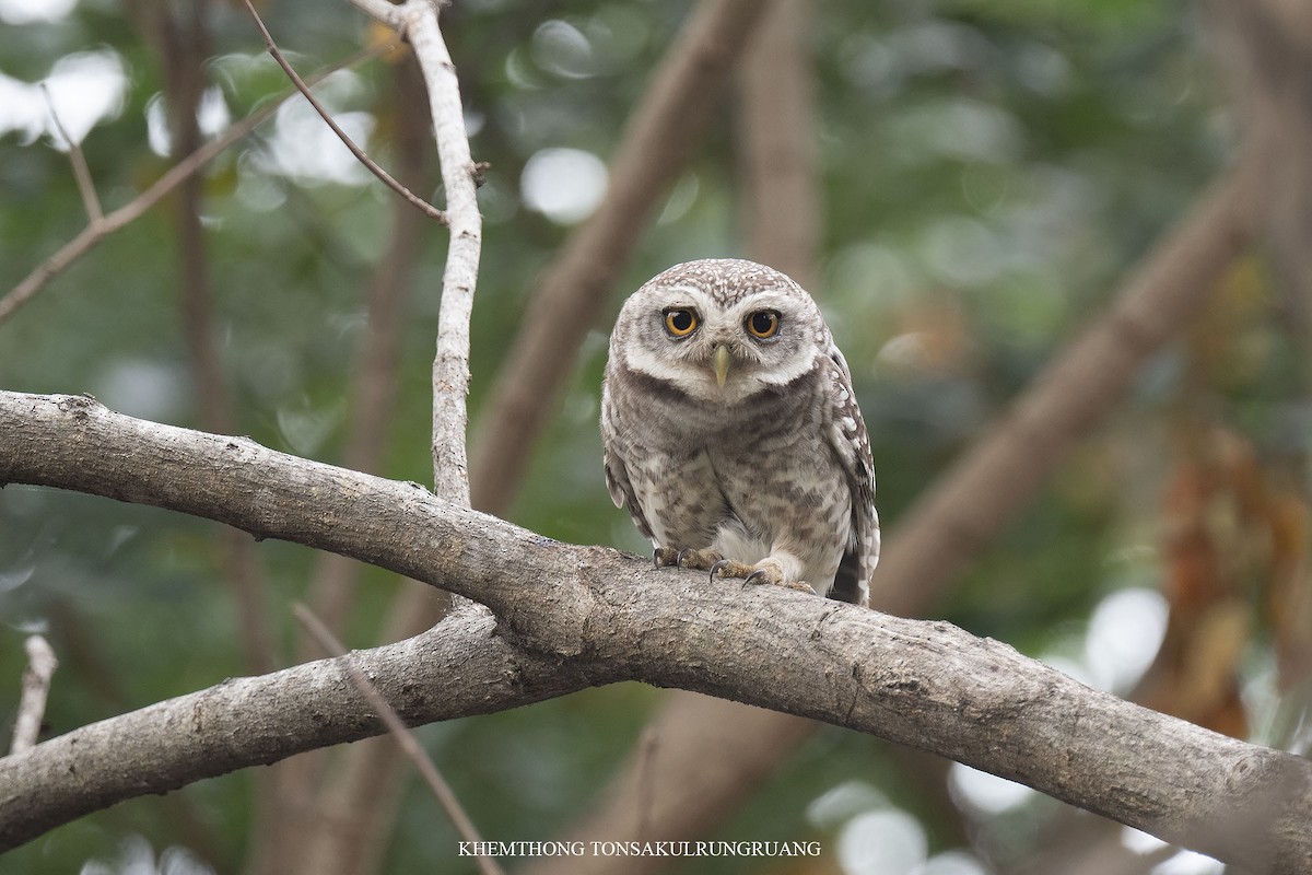 Spotted Owlet - Khemthong Tonsakulrungruang