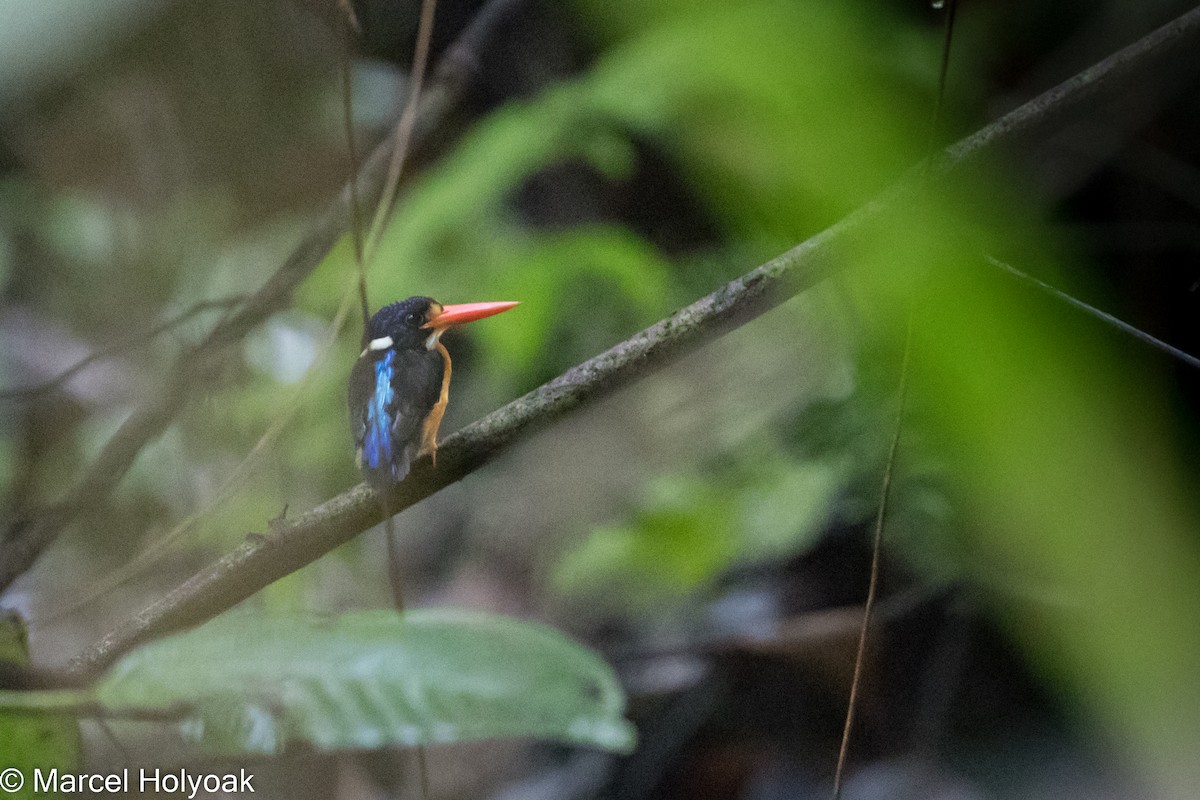 Moluccan Dwarf-Kingfisher (North Moluccan) - Marcel Holyoak