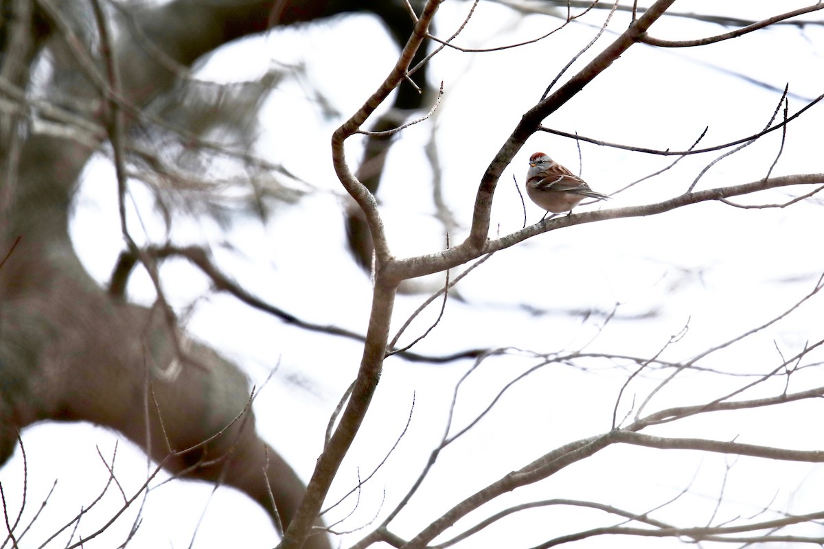American Tree Sparrow - ML525502371