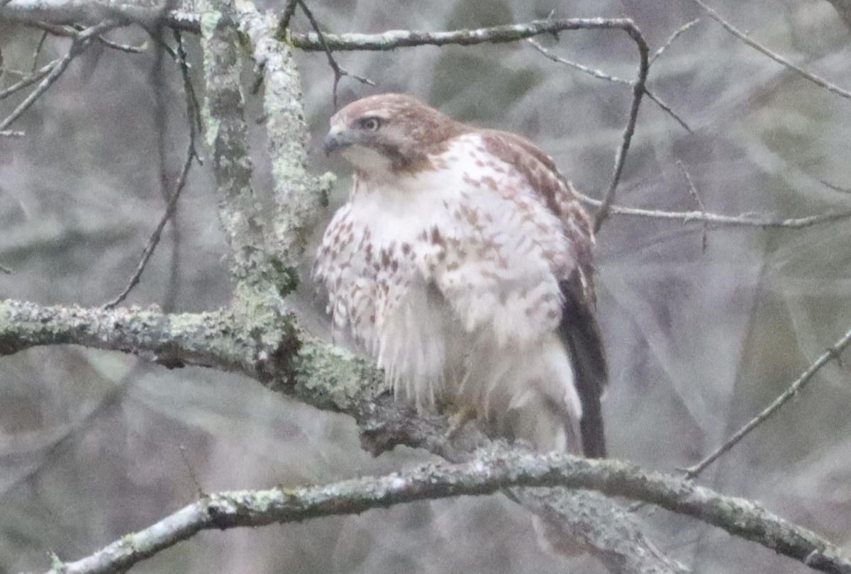 Red-tailed Hawk - ML525504981