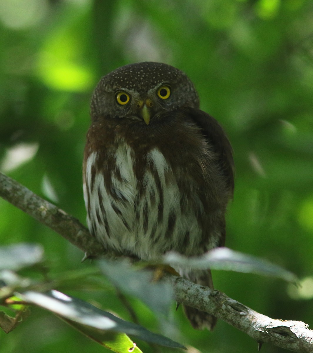 Tamaulipas Pygmy-Owl - ML525506561