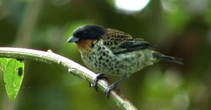 Rufous-throated Tanager - ML525509931