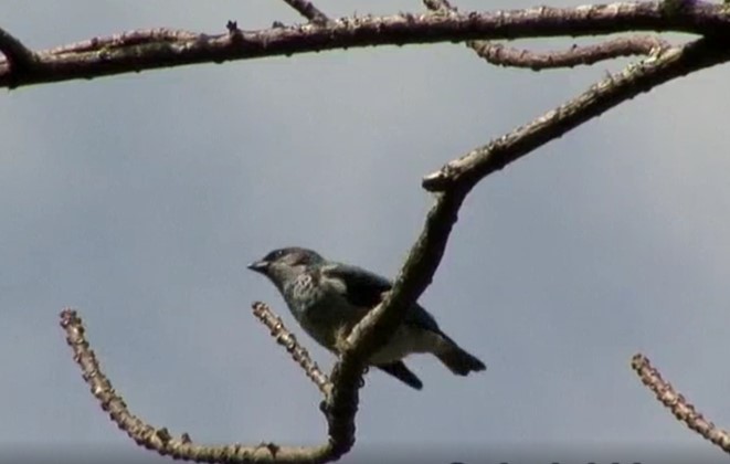 Azure-rumped Tanager - ML525511211