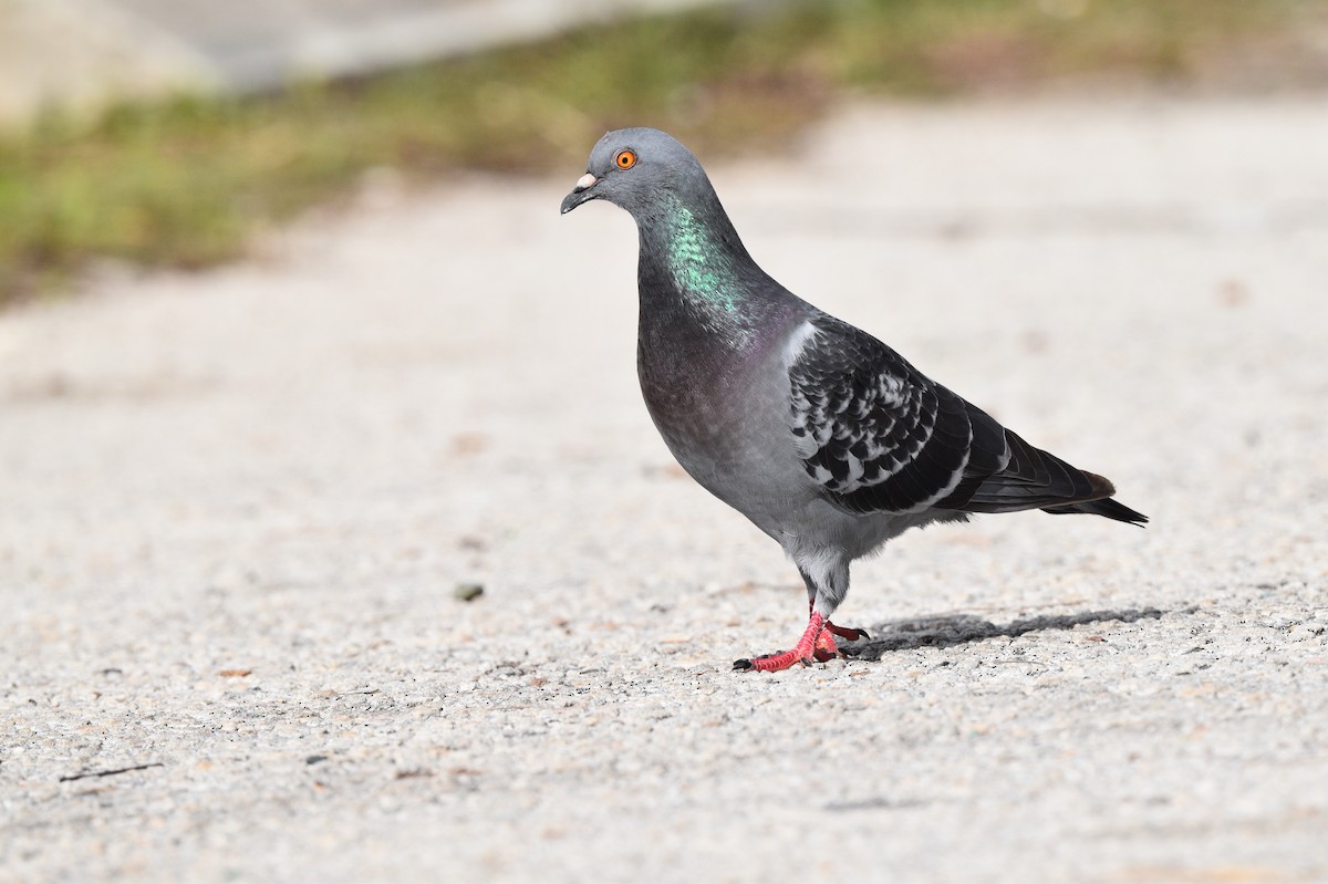 Rock Pigeon (Feral Pigeon) - ML525512651