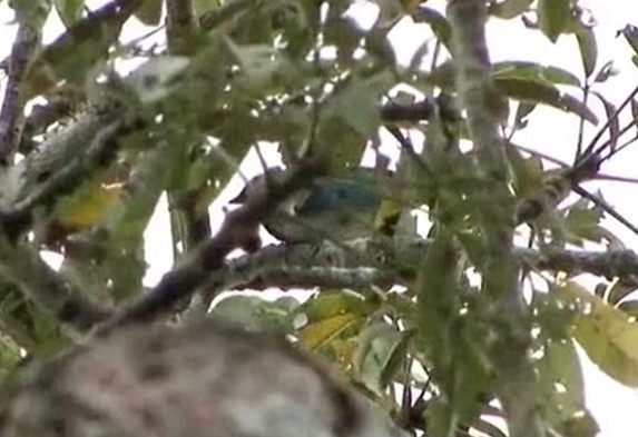 Masked Tanager - ML525514541
