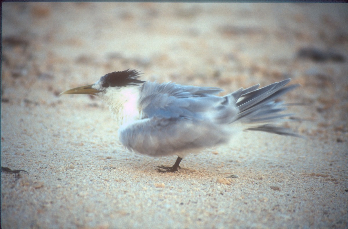 Great Crested Tern - ML525517051