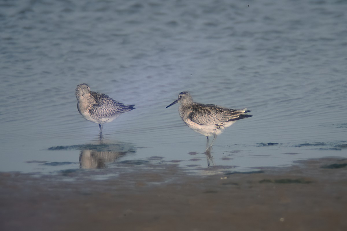 Great Knot - ML525517171