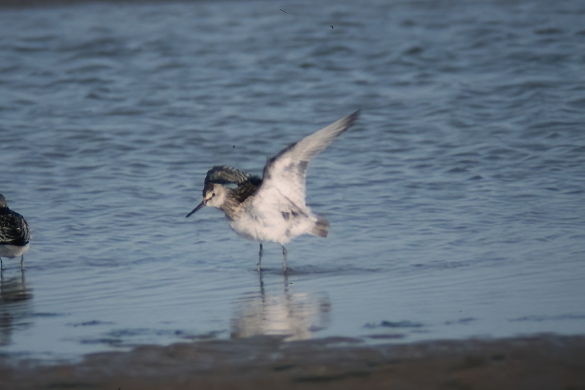 Great Knot - ML525517181
