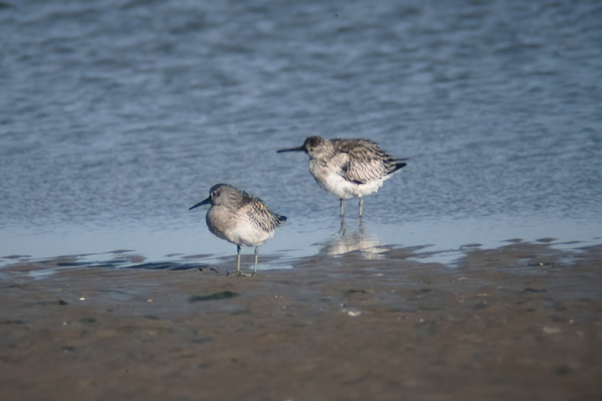 Great Knot - ML525517191