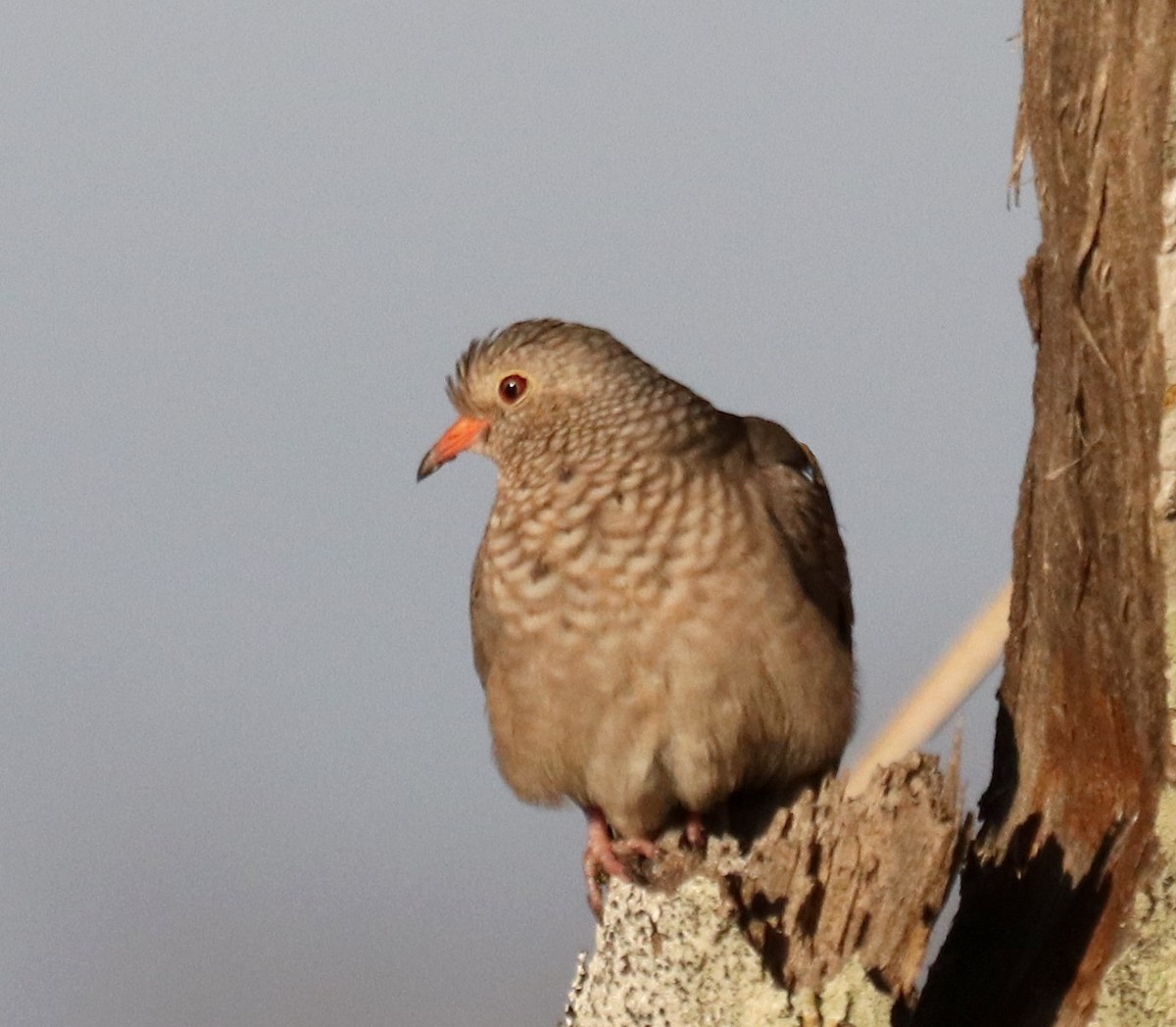 eBird Checklist 18 Jan 2023 Lake Apopka North ShoreMcDonald Canal
