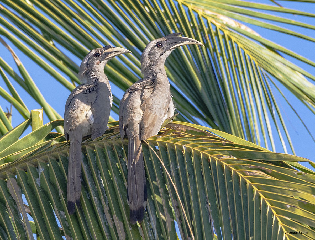 Indian Gray Hornbill - Rejaul Karim