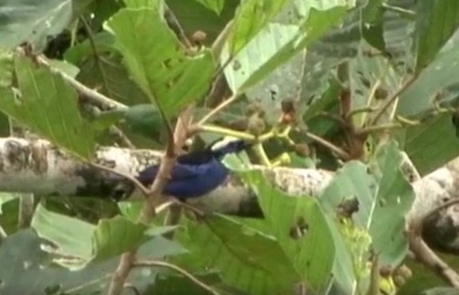 Opal-crowned Tanager - ML525520071
