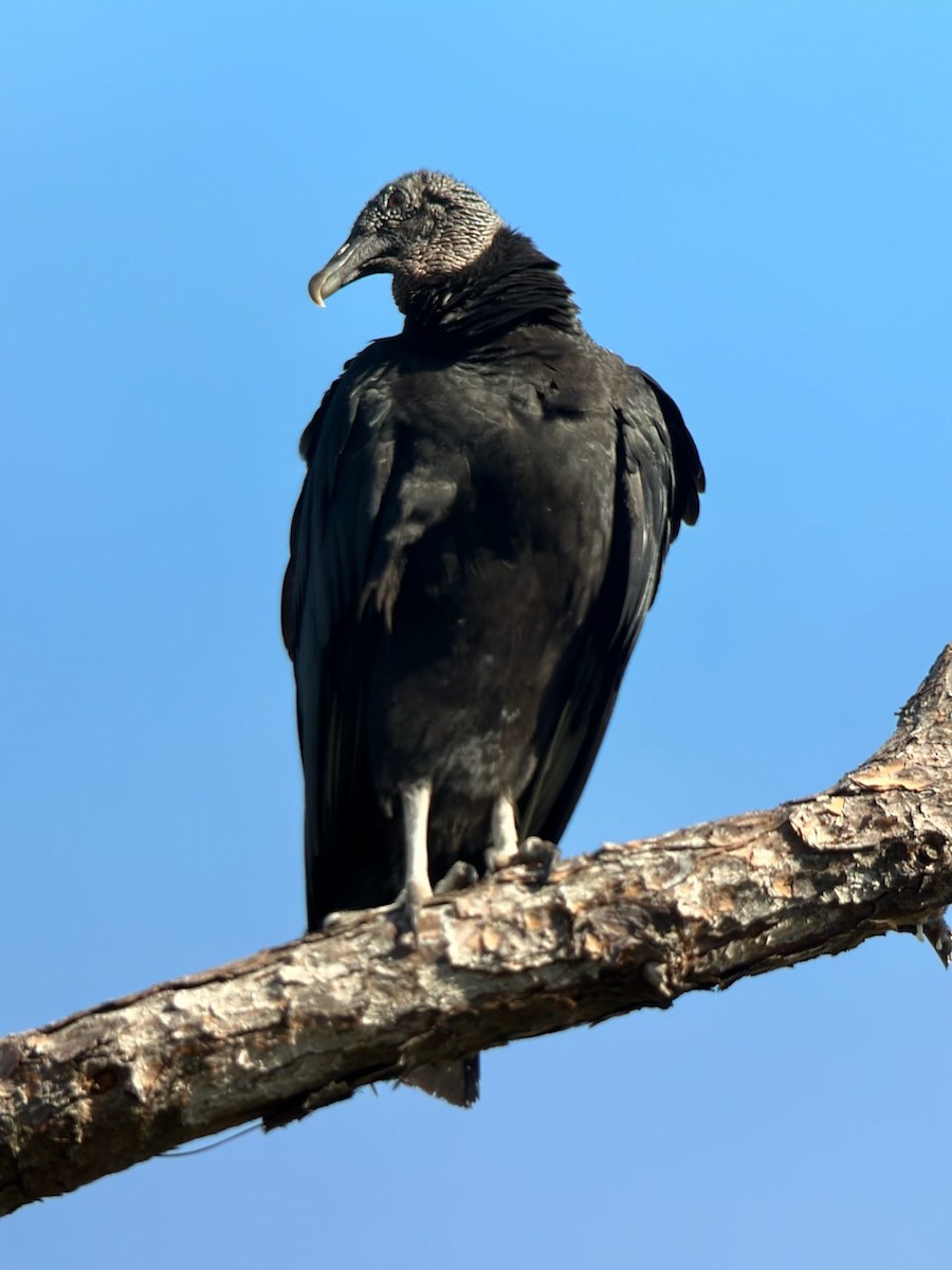Black Vulture - ML525521861