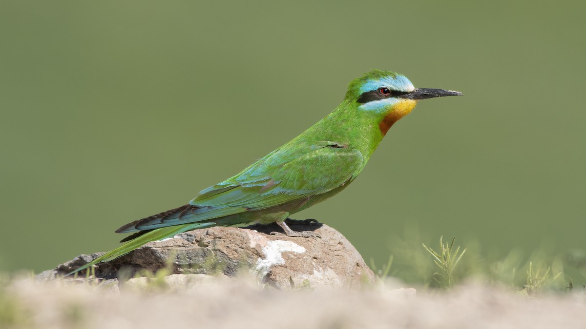 Blue-cheeked Bee-eater - ML525525901
