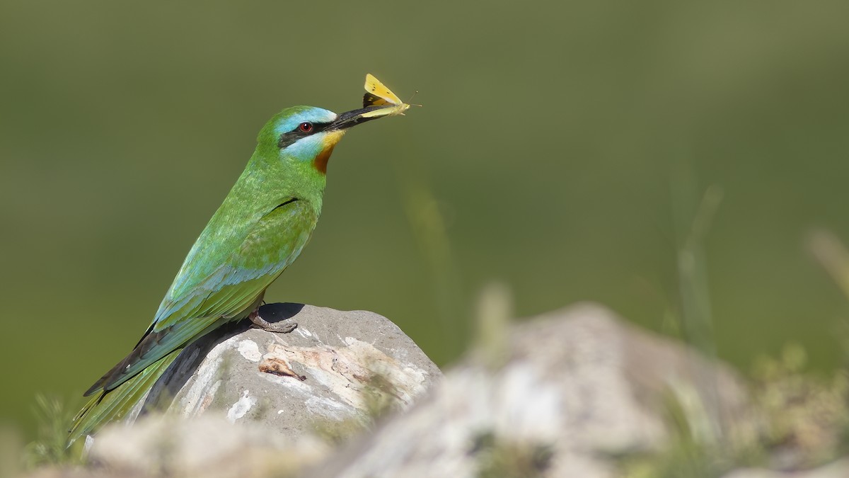 Blue-cheeked Bee-eater - ML525526121