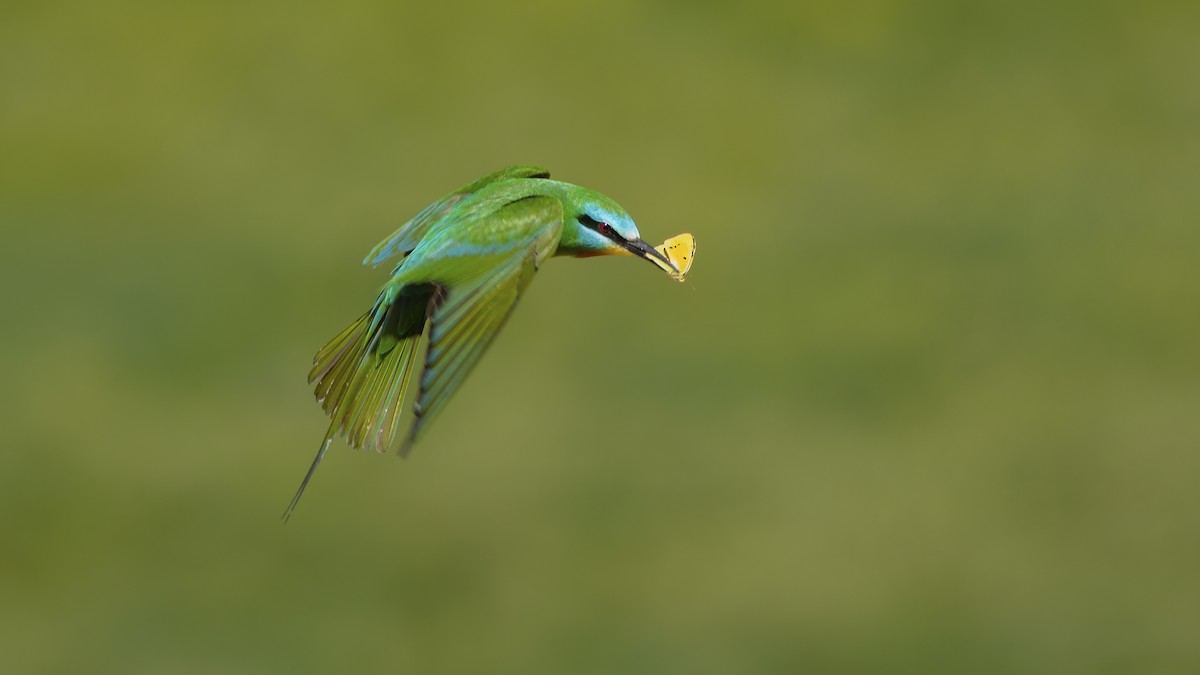 Blue-cheeked Bee-eater - ML525526191