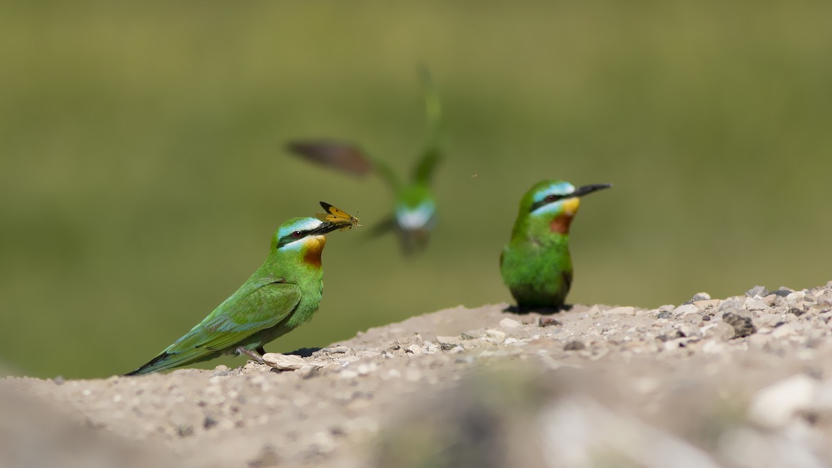 Blue-cheeked Bee-eater - ML525526221