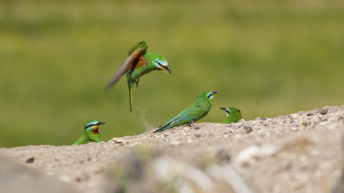 Blue-cheeked Bee-eater - ML525526251