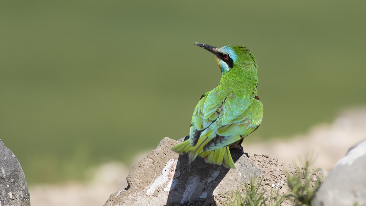 Blue-cheeked Bee-eater - ML525526401