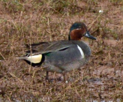 Green-winged Teal - ML52553041