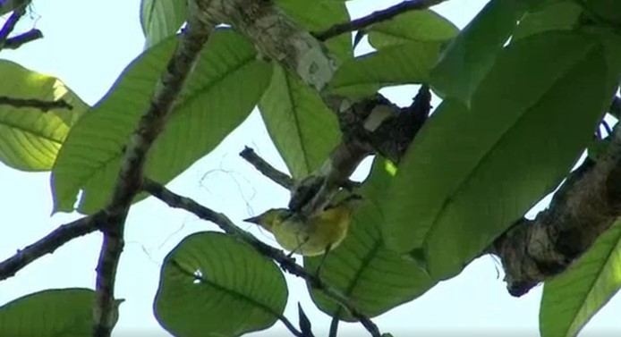 Yellow-backed Tanager - ML525532981