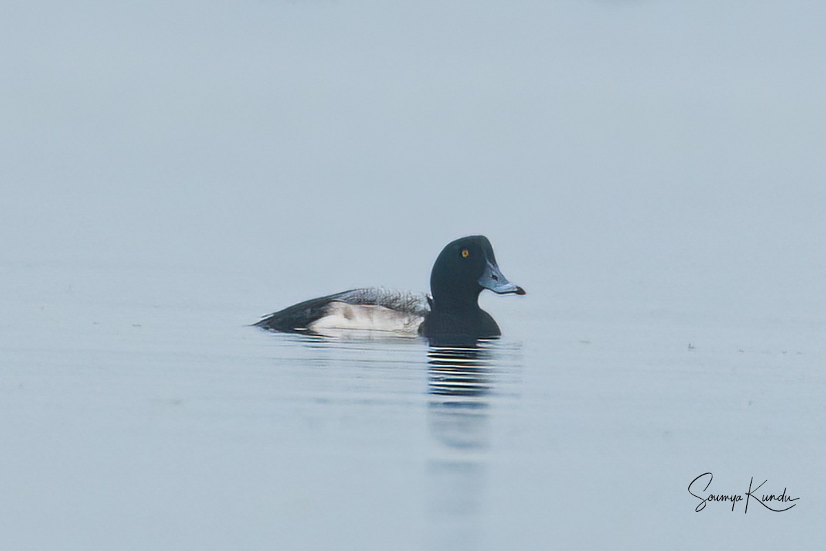 Greater Scaup - ML525533861