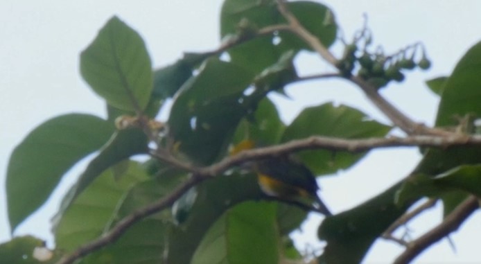 Black-and-yellow Tanager - ML525534341