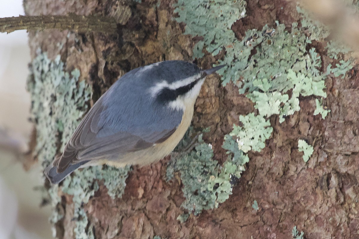 Red-breasted Nuthatch - ML525543681