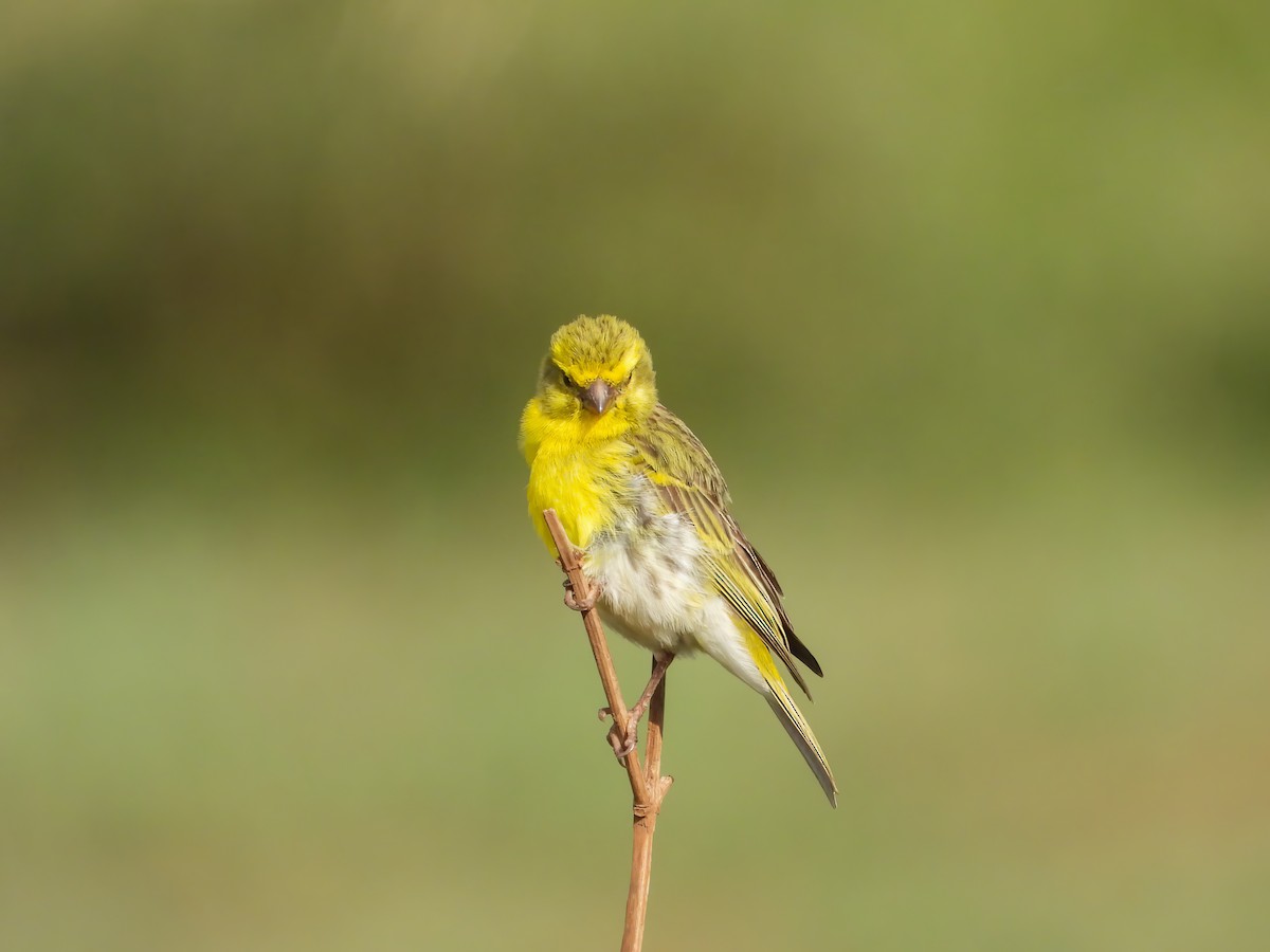 White-bellied Canary - ML525543771