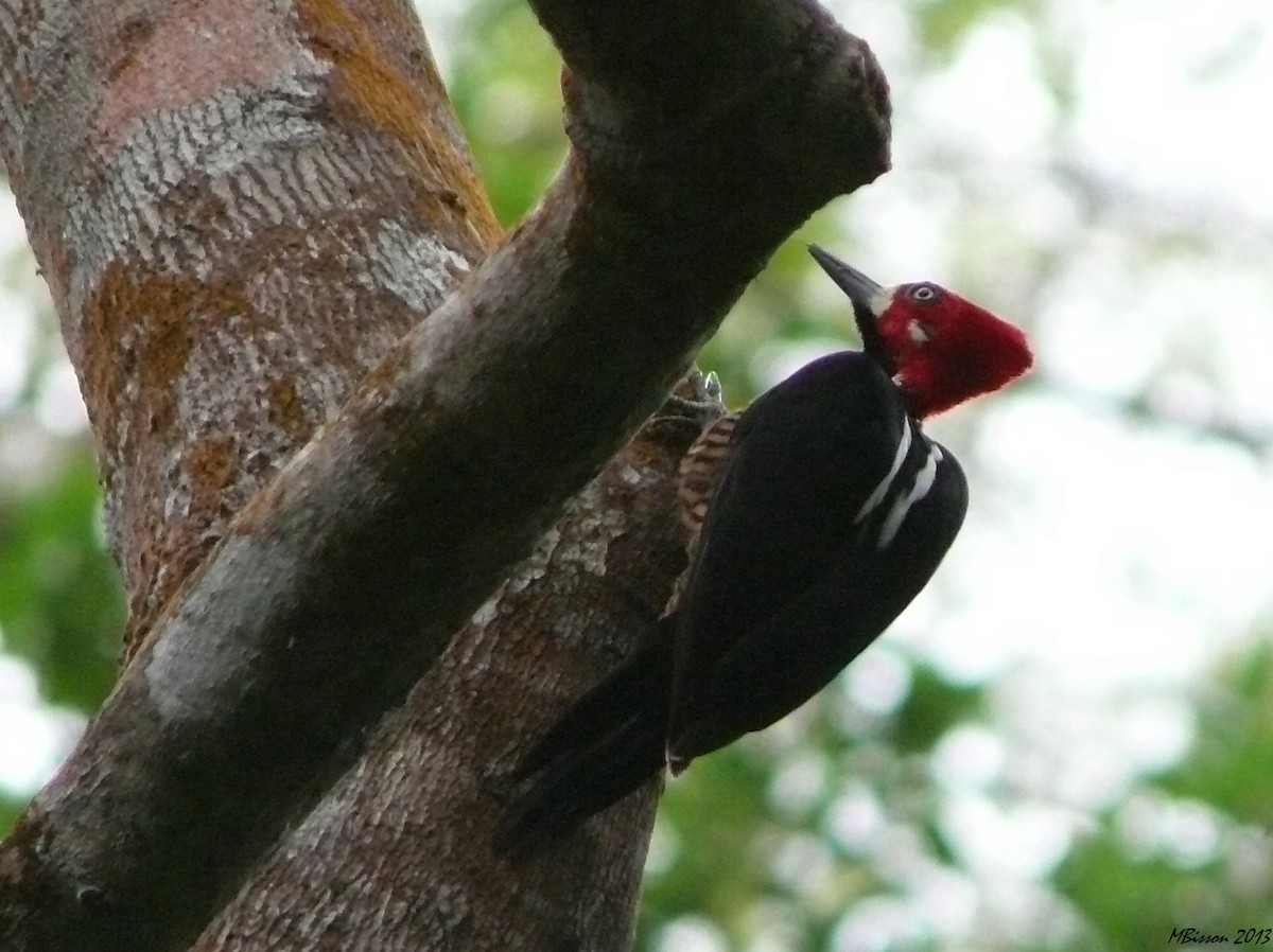 Crimson-crested Woodpecker - Micheline Bisson