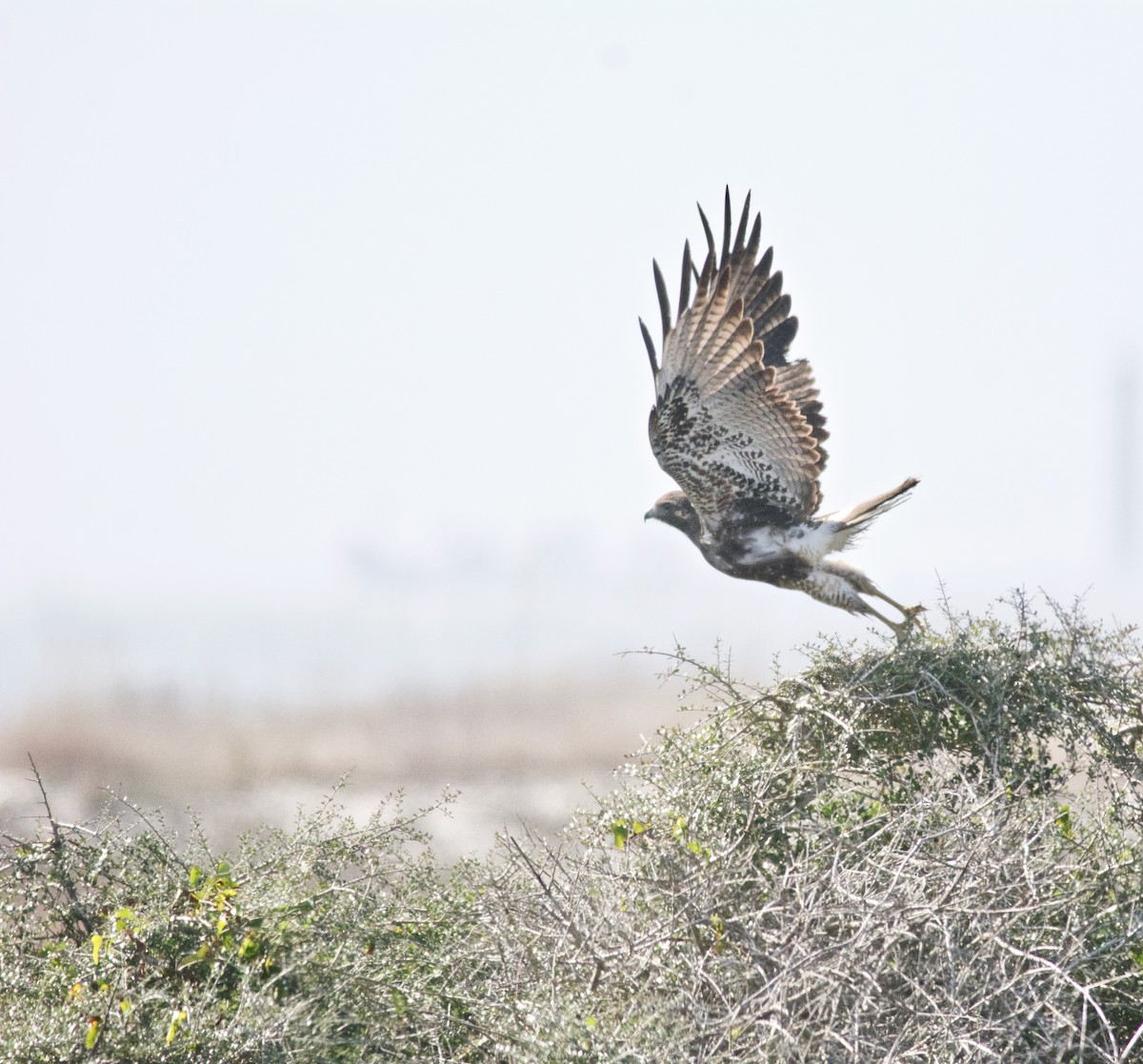 White-tailed Hawk - Janice Neitzel