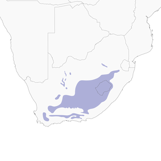 Distribution of the Yellow-tufted Pipit - Range Map