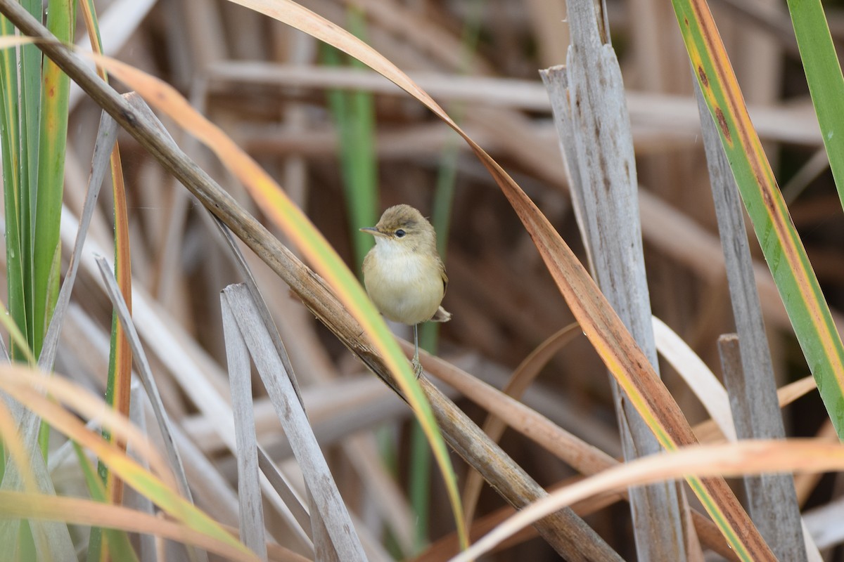 Common Reed Warbler (African) - Ryne Rutherford