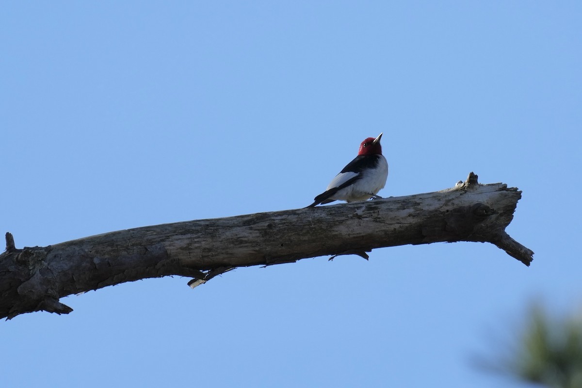 Red-headed Woodpecker - ML525556941