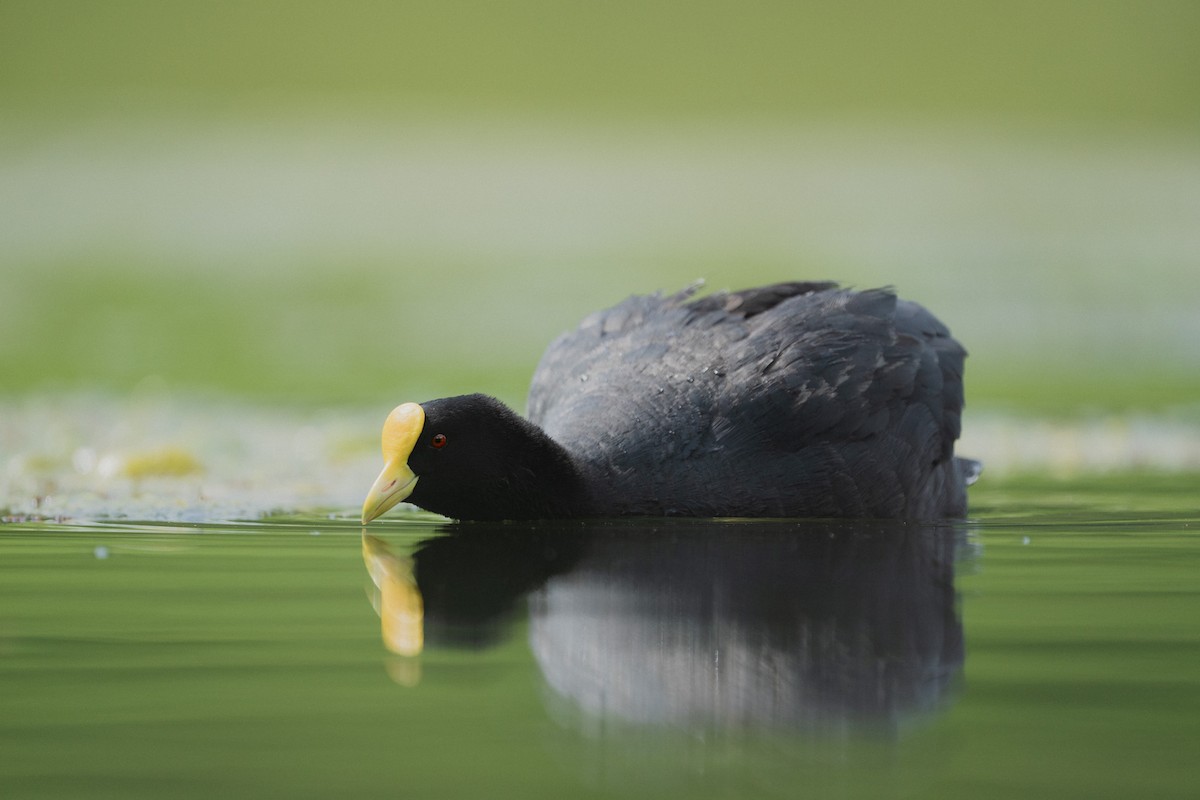 White-winged Coot - Kevin Zaouali