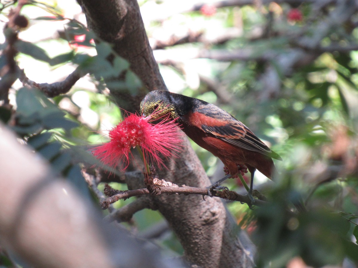 Orchard Oriole - ML525561741