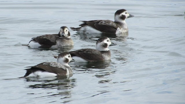 Long-tailed Duck - ML525562461
