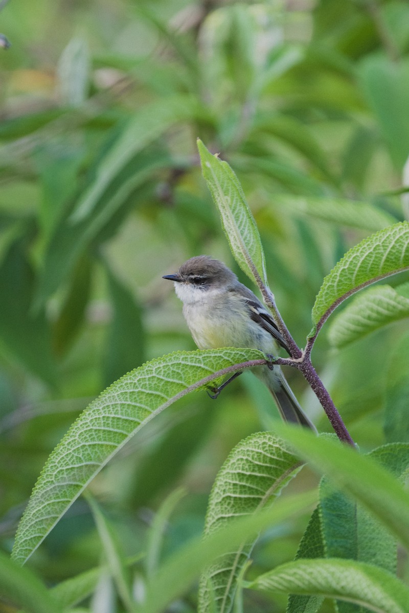 White-throated Tyrannulet - Kevin Zaouali