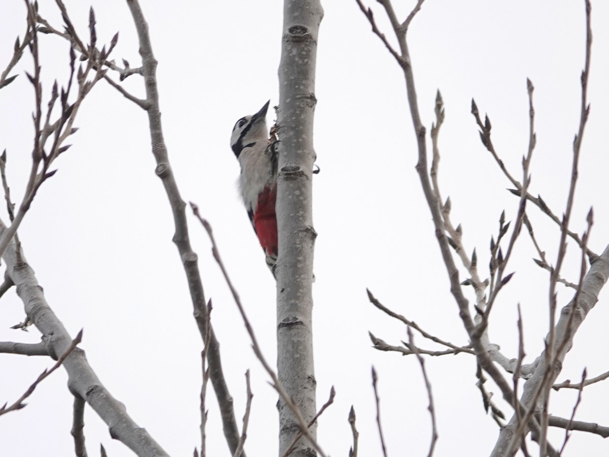 Great Spotted Woodpecker - ML525565981