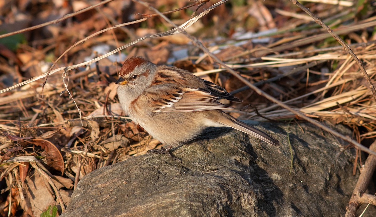 American Tree Sparrow - ML525569641