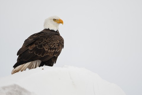 Bald Eagle - Haliaeetus leucocephalus - Media Search - Macaulay Library and  eBird