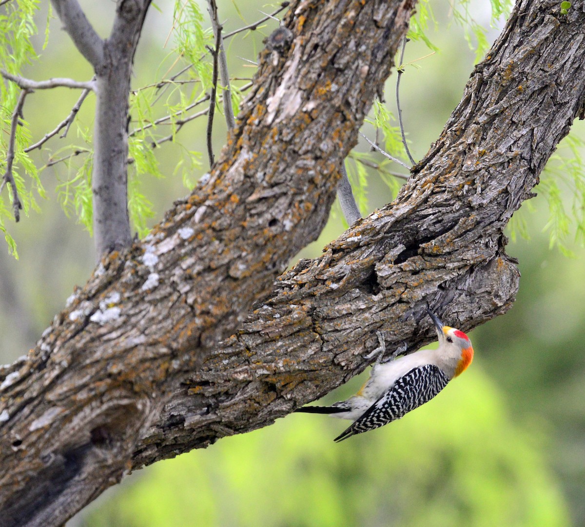 Golden-fronted Woodpecker - Richard Taylor